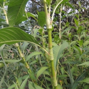 Persicaria lapathifolia at Tuggeranong, ACT - 25 Feb 2023 05:43 PM