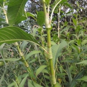 Persicaria lapathifolia at Tuggeranong, ACT - 25 Feb 2023