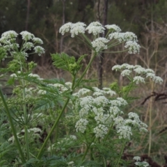 Conium maculatum (Hemlock) at Tuggeranong, ACT - 25 Feb 2023 by michaelb