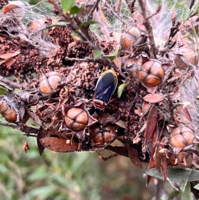 Dindymus versicolor (Harlequin Bug) at Holt, ACT - 21 Aug 2023 by JimL