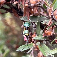 Dindymus versicolor at Holt, ACT - 21 Aug 2023