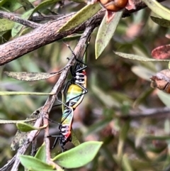 Dindymus versicolor at Holt, ACT - 21 Aug 2023