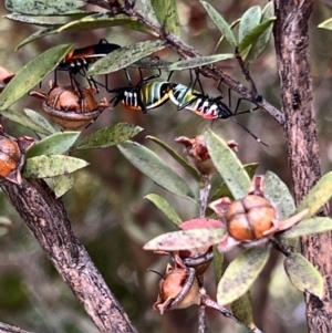 Dindymus versicolor at Holt, ACT - 21 Aug 2023