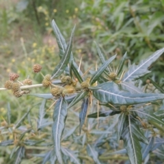 Xanthium spinosum (Bathurst Burr) at Bullen Range - 25 Feb 2023 by michaelb