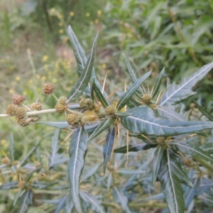 Xanthium spinosum at Tuggeranong, ACT - 25 Feb 2023 05:52 PM