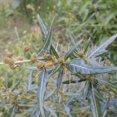 Xanthium spinosum (Bathurst Burr) at Tuggeranong, ACT - 25 Feb 2023 by MichaelBedingfield