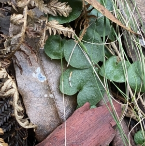 Corysanthes hispida at Paddys River, ACT - suppressed