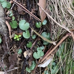 Corysanthes hispida at Paddys River, ACT - suppressed