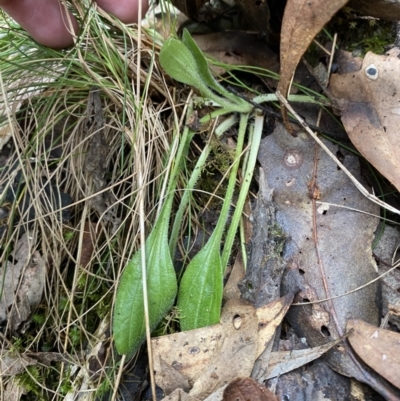 Plantago debilis (Shade Plantain) at Tidbinbilla Nature Reserve - 13 Aug 2023 by Tapirlord