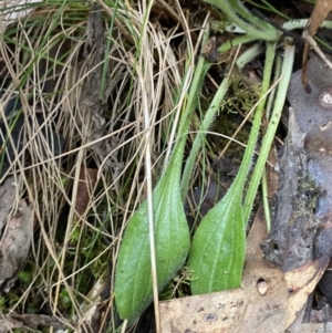 Plantago debilis at Paddys River, ACT - 13 Aug 2023 10:48 AM