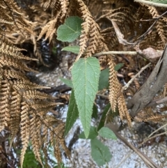 Gynatrix pulchella (Hemp Bush) at Tidbinbilla Nature Reserve - 13 Aug 2023 by Tapirlord