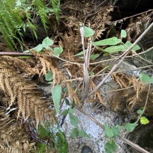 Gynatrix pulchella at Paddys River, ACT - 13 Aug 2023