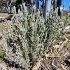 Lavandula stoechas (Spanish Lavender or Topped Lavender) at Sullivans Creek, Lyneham South - 21 Aug 2023 by trevorpreston