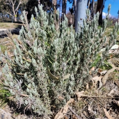 Lavandula stoechas (Spanish Lavender or Topped Lavender) at Sullivans Creek, Lyneham South - 21 Aug 2023 by trevorpreston