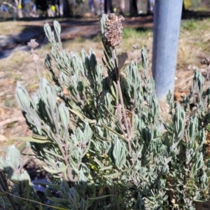 Lavandula stoechas at Lyneham, ACT - 21 Aug 2023 01:09 PM