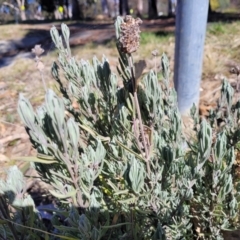 Lavandula stoechas at Lyneham, ACT - 21 Aug 2023