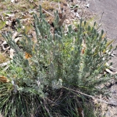 Lavandula stoechas at Lyneham, ACT - 21 Aug 2023