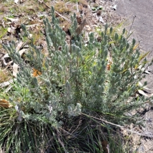 Lavandula stoechas at Lyneham, ACT - 21 Aug 2023 01:09 PM