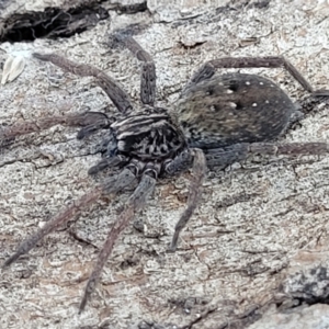 Mituliodon tarantulinus at Lyneham, ACT - 21 Aug 2023 01:06 PM