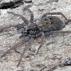 Mituliodon tarantulinus (Prowling Spider) at Sullivans Creek, Lyneham South - 21 Aug 2023 by trevorpreston