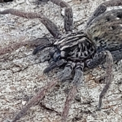 Mituliodon tarantulinus at Lyneham, ACT - 21 Aug 2023