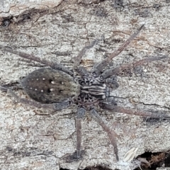 Mituliodon tarantulinus at Lyneham, ACT - 21 Aug 2023 01:06 PM