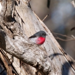 Petroica rosea (Rose Robin) at Campbell Park Woodland - 20 Aug 2023 by roman_soroka