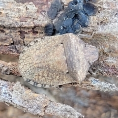 Dictyotus conspicuus (A shield or stink bug) at Sullivans Creek, Lyneham South - 21 Aug 2023 by trevorpreston