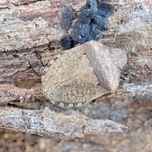 Dictyotus conspicuus at Lyneham, ACT - 21 Aug 2023