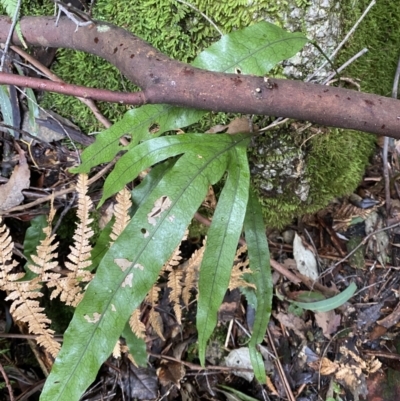 Microsorum pustulatum subsp. pustulatum (Kangaroo Fern) at Paddys River, ACT - 13 Aug 2023 by Tapirlord