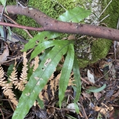 Microsorum pustulatum subsp. pustulatum (Kangaroo Fern) at Paddys River, ACT - 13 Aug 2023 by Tapirlord