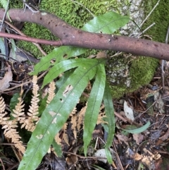 Zealandia pustulata subsp. pustulata at Paddys River, ACT - 13 Aug 2023