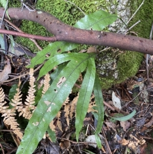 Microsorum pustulatum subsp. pustulatum at Paddys River, ACT - 13 Aug 2023