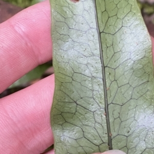 Zealandia pustulata subsp. pustulata at Paddys River, ACT - 13 Aug 2023