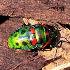 Scutiphora pedicellata (Metallic Jewel Bug) at Sullivans Creek, Lyneham South - 21 Aug 2023 by trevorpreston