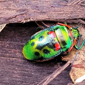 Scutiphora pedicellata at Lyneham, ACT - 21 Aug 2023