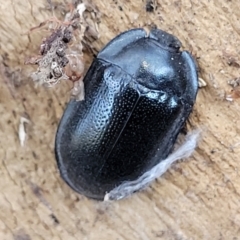 Pterohelaeus striatopunctatus (Darkling beetle) at Lyneham, ACT - 21 Aug 2023 by trevorpreston