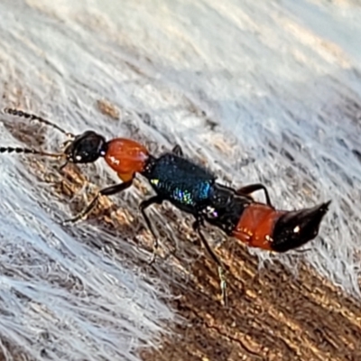 Paederus sp. (genus) (Whiplash rove beetle) at Sullivans Creek, Lyneham South - 21 Aug 2023 by trevorpreston