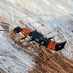 Paederus sp. (genus) (Whiplash rove beetle) at Lyneham, ACT - 21 Aug 2023 by trevorpreston
