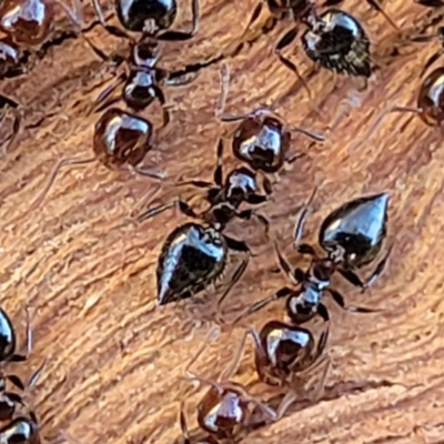 Crematogaster sp. (genus) (Acrobat ant, Cocktail ant) at Lyneham, ACT - 21 Aug 2023 by trevorpreston