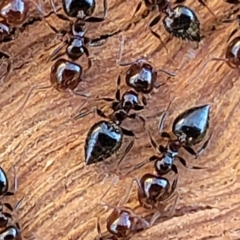 Crematogaster sp. (genus) (Acrobat ant, Cocktail ant) at Sullivans Creek, Lyneham South - 21 Aug 2023 by trevorpreston