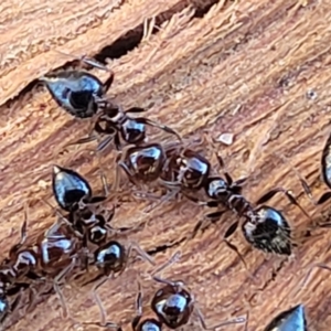 Crematogaster sp. (genus) at Lyneham, ACT - 21 Aug 2023