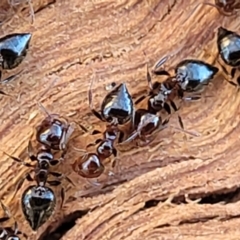 Crematogaster sp. (genus) at Lyneham, ACT - 21 Aug 2023