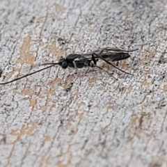 Unidentified Wasp (Hymenoptera, Apocrita) at Sullivans Creek, Lyneham South - 21 Aug 2023 by trevorpreston