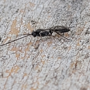 Ichneumonoidea (Superfamily) at Lyneham, ACT - 21 Aug 2023