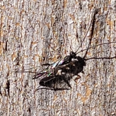 Ichneumonoidea (Superfamily) at Lyneham, ACT - 21 Aug 2023 12:57 PM