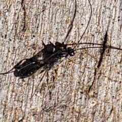 Ichneumonoidea (Superfamily) at Lyneham, ACT - 21 Aug 2023