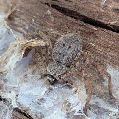 Isopedella sp. (genus) (Isopedella huntsman) at Sullivans Creek, Lyneham South - 21 Aug 2023 by trevorpreston