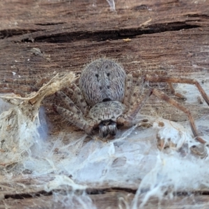 Isopedella sp. (genus) at Lyneham, ACT - 21 Aug 2023