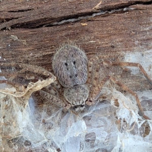 Isopedella sp. (genus) at Lyneham, ACT - 21 Aug 2023